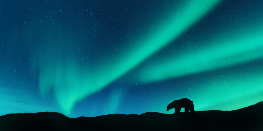 Russian bear in front of the Northern Lights at night.